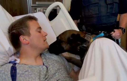 警犬3天不见搭档，激动得一直想扑上去！