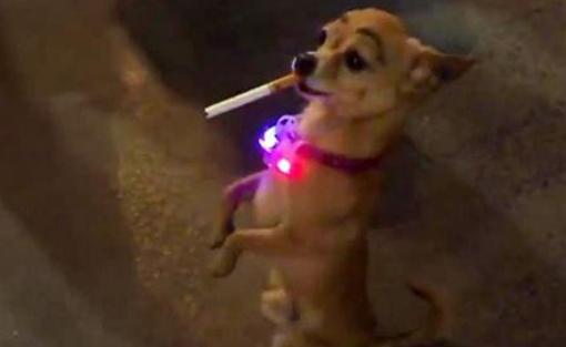 主人花钱为狗纹眉，让其叼烟拍照惹争议，网友：考虑过狗的感受吗