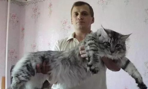 家猫误被当山猫 只因为体型很大的原因 家猫误被当山猫 只因为体型很大的原因