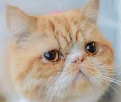 小猫咪眼睛流泪是什么原因 小猫咪眼睛流泪是什么原因