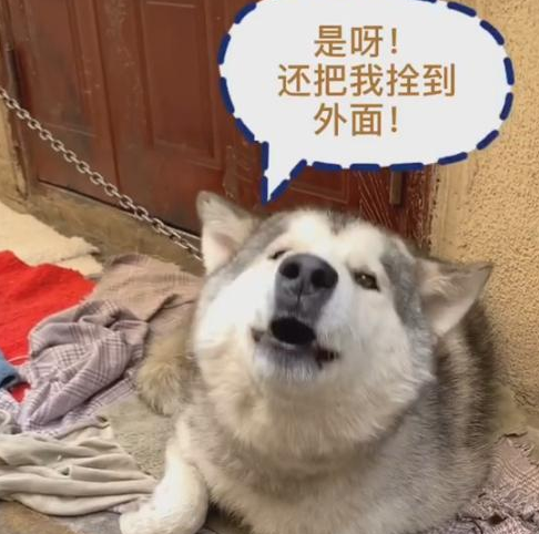 最洒脱的哈士奇，大白天入睡，夜里要饭，周边住户叫它“老油子”