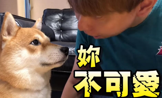 超自恋的柴犬 说不可爱就肉拳攻击 超自恋的柴犬 说不可爱就肉拳攻击