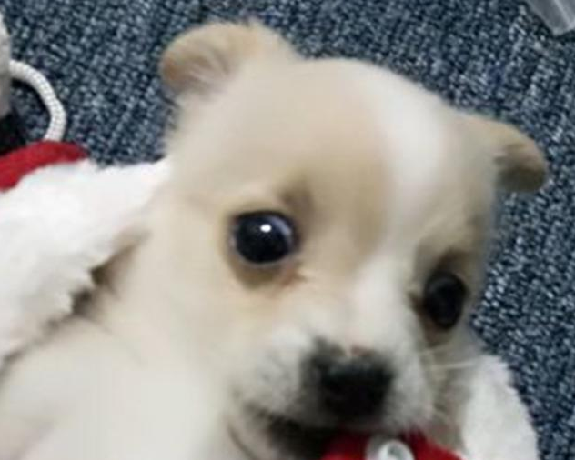 女孩一时盛行把捡到的流浪犬带回家,养二天后殊不知又偷偷丢在大街 女孩一时盛行把捡到的流浪犬带回家,养二天后殊不知又偷偷丢在大街