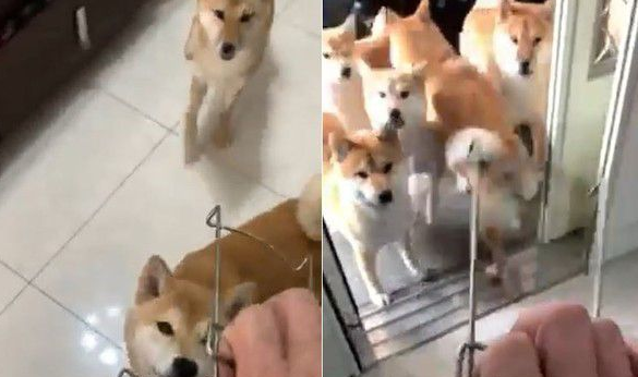 锅夹助威灭狗狗威风 毛军团纷纷变成俗辣窜逃