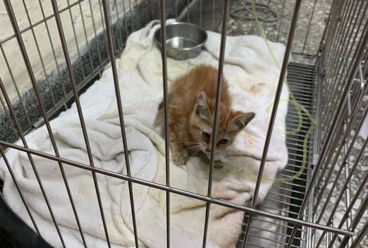小橘猫全身湿被好心人抢救 一周加护恢复超萌模样 小橘猫全身湿被好心人抢救 一周加护恢复超萌模样