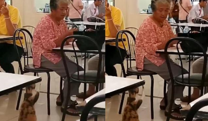 美食广场的流浪猫,自学多种技能,只为讨口饭 美食广场的流浪猫,自学多种技能,只为讨口饭