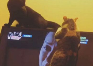 猫咪看古装剧 2只猫咪看的入迷爬电视机险摔