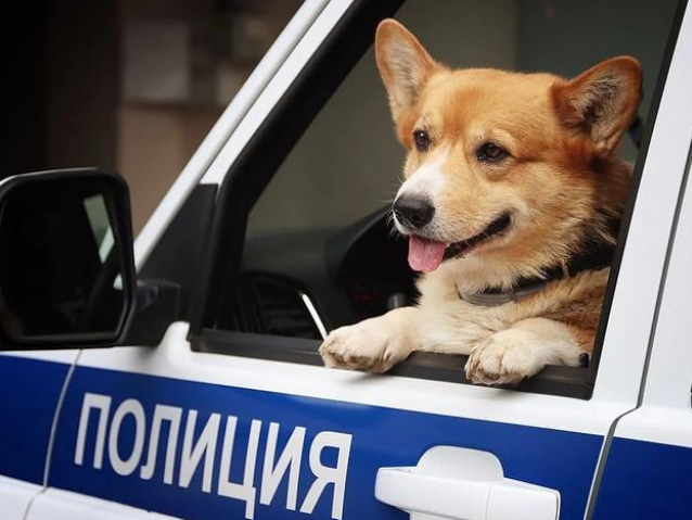 俄罗斯一只柯基当7年警犬后退役，网友：想不到柯基真能当警犬！