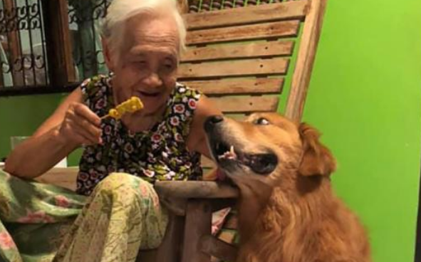 相依为命的金毛犬生病，奶奶守护身边：没有你，我怎么办？