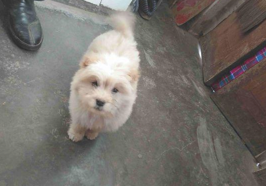 流浪犬跟在背后不离去,殊不知老妈喂个饼干后,它赖在大门口不动了 流浪犬跟在背后不离去,殊不知老妈喂个饼干后,它赖在大门口不动了