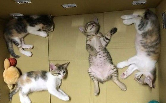 虎斑猫睡到不省喵事 一副大叔模样笑翻网友