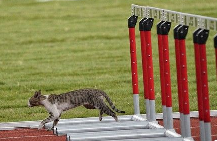 有趣!猫咪也来光顾印尼亚运 可爱身影让人忍俊不禁 有趣!猫咪也来光顾印尼亚运 可爱身影让人忍俊不禁