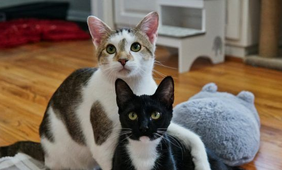 模范好老公! 老婆生产时虎斑猫全程陪产