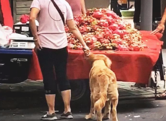 大妈带金毛买红心火龙果,远看见一些怪怪的,摄像镜头拉进后:技巧挺极具特色 大妈带金毛买红心火龙果,远看见一些怪怪的,摄像镜头拉进后:技巧挺极具特色
