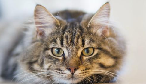 猫吃了杀虫剂喷死的虫子会出现什么症状？