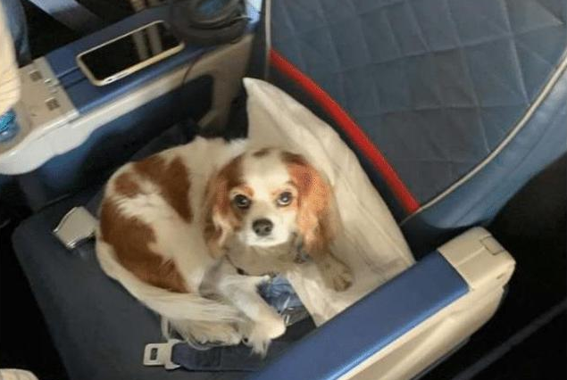 狗狗坐在飞机头等舱里，引来乘客好奇观望，狗：主人给我买了票