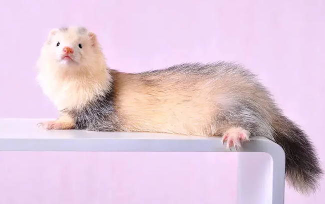 你的精灵小古怪火焰色貂会撒娇卖萌还能藏在口袋里