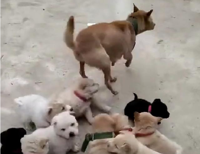 土狗大黄生了一窝小奶狗,连母狗自身都糊里糊涂了,这究竟有几个啊 土狗大黄生了一窝小奶狗,连母狗自身都糊里糊涂了,这究竟有几个啊