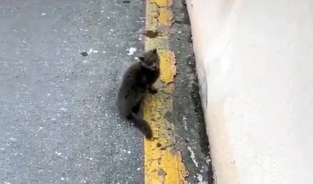 蓝猫被丢停车场,弃养原因竟是小毛病 蓝猫被丢停车场,弃养原因竟是小毛病