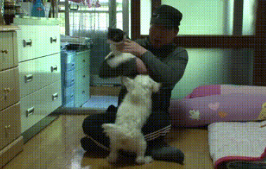 新来小猫被狗狗排挤,爬上树躲避,被救后主人用此方法改变了它 新来小猫被狗狗排挤,爬上树躲避,被救后主人用此方法改变了它