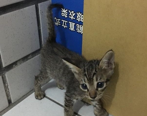 2只猫咪被遗弃在垃圾子母车 遇好心暖爸救回
