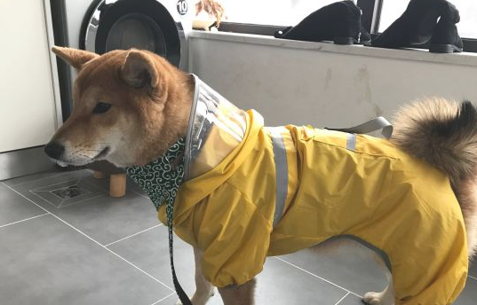 它柴犬睡狗了就捣蛋，它一直都那么“霸道”，惹不起