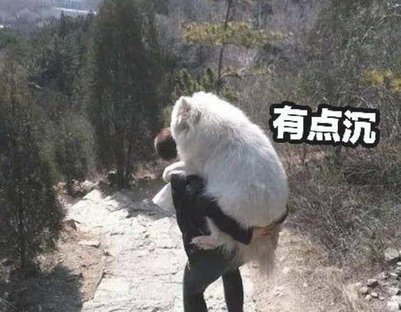 主人家带萨摩耶爬山减肥，到峰顶后它累到不肯离开了，只能背它下山！