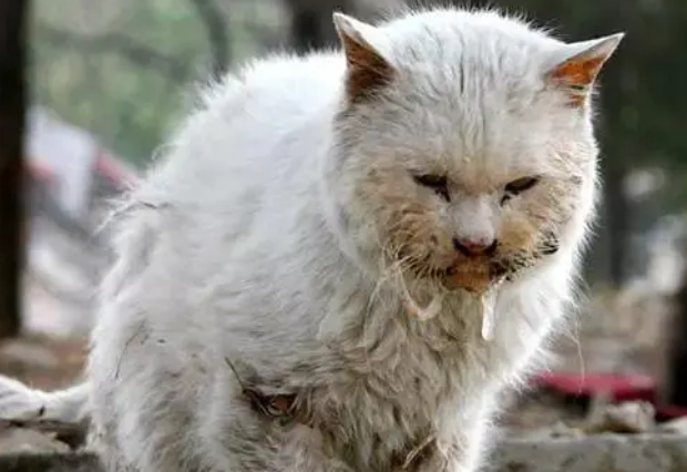 这只流浪猫有22根指头让人以为是缺陷，但他却因此有超酷能力！
