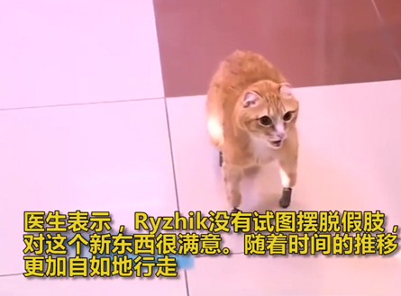 因变残疾而被主人抛弃 还好现在的高科技又使它们“重获新生”