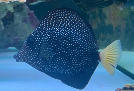 一条鱼能有多漂亮?珍珠吊凭颜值圈粉无数