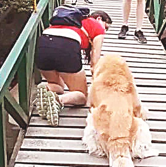 吊桥太高,大狗吓得害怕动,接着女子一个举动,让许多人都竞相欢呼 吊桥太高,大狗吓得害怕动,接着女子一个举动,让许多人都竞相欢呼