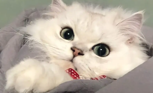 猫咪被蜜蜂蛰了嘴巴该怎么办?铲屎官们快了解一下! 猫咪被蜜蜂蛰了嘴巴该怎么办?铲屎官们快了解一下!