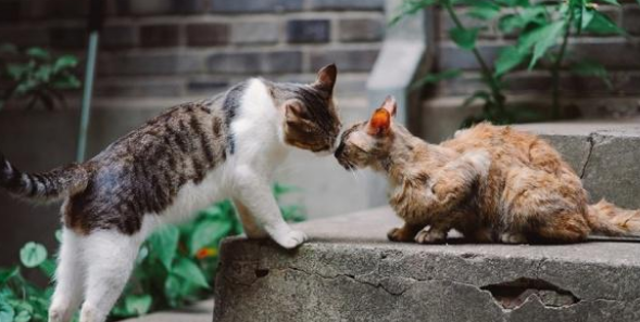猫之间的友情!流浪猫被撞身亡,同伴不离不弃守护身旁 猫之间的友情!流浪猫被撞身亡,同伴不离不弃守护身旁