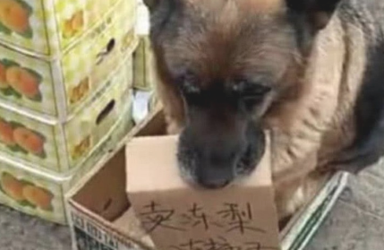 狗子为帮主人节约开支，每日追随主人卖东西，坐着摊前吸引住消费者