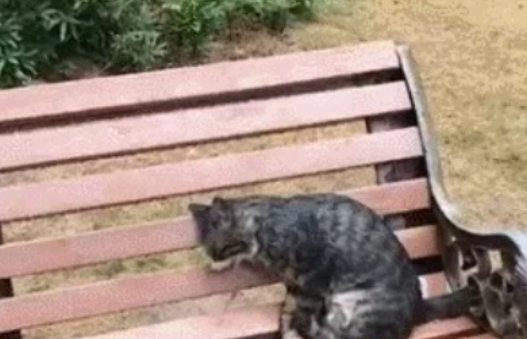 发现一只猫，在长椅上冻死了可怜的猫，愿你在喵星过得幸福