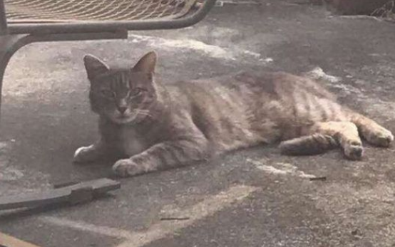 邻家猫咪时常跑院子里 只为等待狗狗好友的出现 邻家猫咪时常跑院子里 只为等待狗狗好友的出现