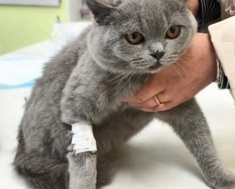 小猫腿受伤了应该怎么处理 小猫腿受伤了应该怎么处理