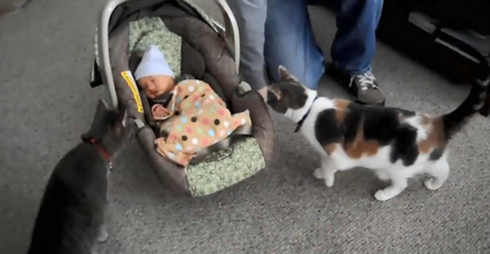 猫咪对小孩的超强容忍度 原来是这个特别的原因