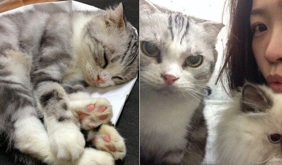 爱猫献上死亡壁虎 怕它伤心爸爸假装开心吃掉 爱猫献上死亡壁虎 怕它伤心爸爸假装开心吃掉
