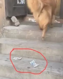 金毛叼着钱去买东西,結果中途钱丟了,等付钱时金毛看起来好委屈! 金毛叼着钱去买东西,結果中途钱丟了,等付钱时金毛看起来好委屈!