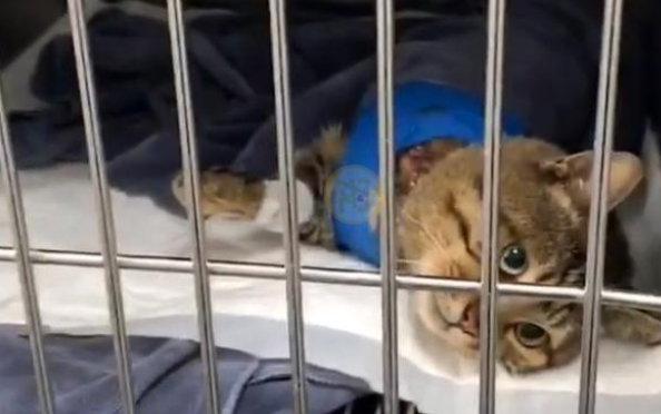 只有一条腿的猫，鼓起勇气向人求助：我身上好疼，您能帮帮我吗？