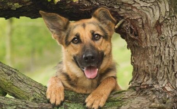 德国牧羊犬一生认几个主人
