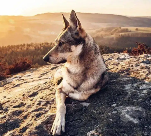 捷克狼犬战斗力如何?真的像名字一样彪悍吗? 捷克狼犬战斗力如何?真的像名字一样彪悍吗?