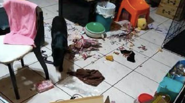 狗狗犯错误后躲在布艺沙发下边,結果却卡在里边不出了,被它蠢痛哭! 狗狗犯错误后躲在布艺沙发下边,結果却卡在里边不出了,被它蠢痛哭!