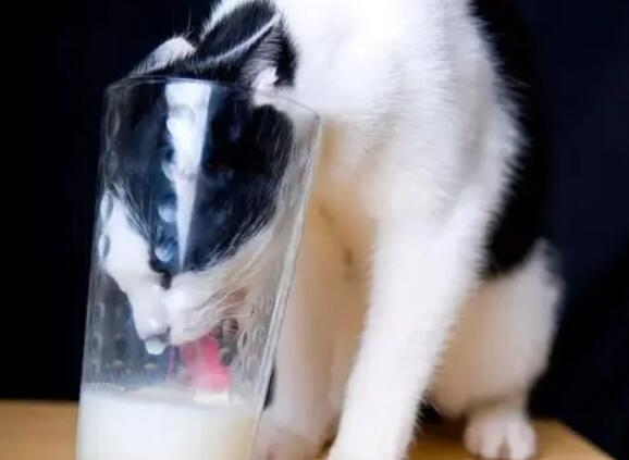 可以给猫咪喝牛奶吗?补充营养要注意方法哦! 可以给猫咪喝牛奶吗?补充营养要注意方法哦!