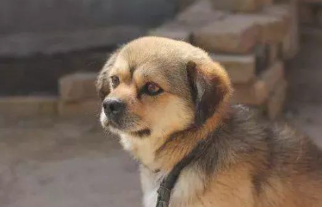 为什么警犬从无需土狗呢?缘故令人无奈,土狗确实太了不起 为什么警犬从无需土狗呢?缘故令人无奈,土狗确实太了不起