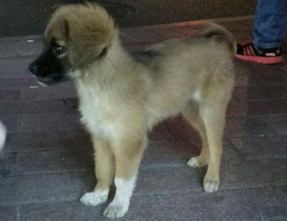 小流浪犬迷途在公交车站，男孩儿进入车内后见到它追随的模样，猛然优柔寡断了
