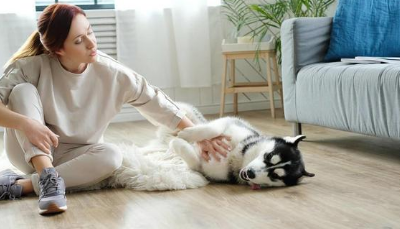 疫情之下,继抢口罩、抢厕纸之后,外国人又开始“抢猫狗”了! 疫情之下,继抢口罩、抢厕纸之后,外国人又开始“抢猫狗”了!