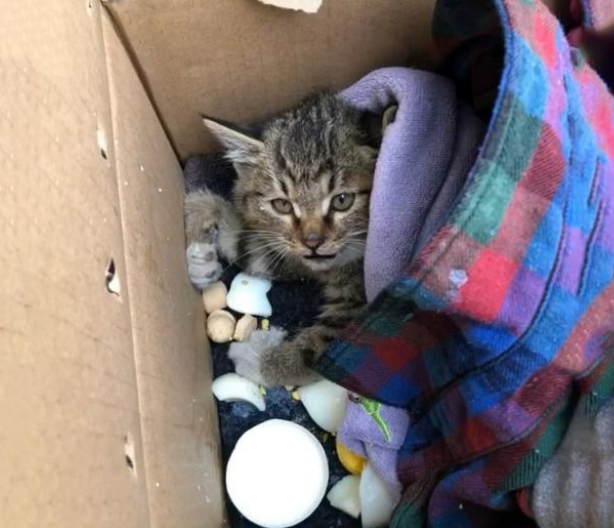 被人类伤害过的瘫痪猫，仅用三天时间，它就消除了对人的敌意