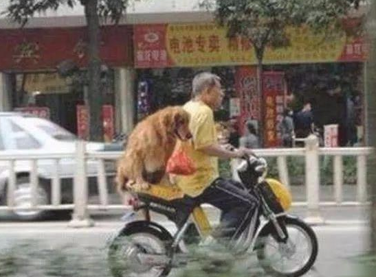 金毛坐电动式抓牢主人家,口中还叼这东西,路人道:这狗难道说要成精! 金毛坐电动式抓牢主人家,口中还叼这东西,路人道:这狗难道说要成精!